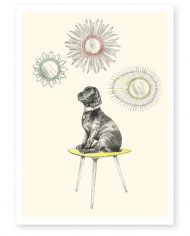 chien_broc-1