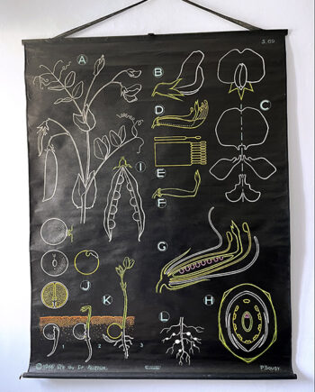 Planche de Biologie Vintage du Docteur Auzoux [Les Legumineuses]