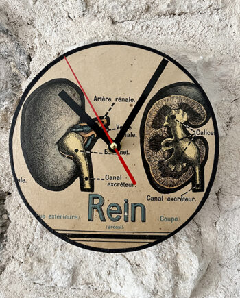 Horloge [Anatomie] Rein
